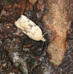 Acleris stadiana thumbnail 3