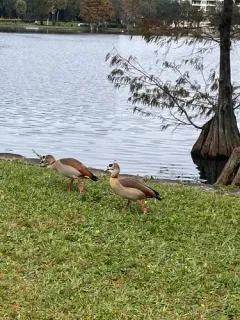 Egyptian Goose thumbnail 3