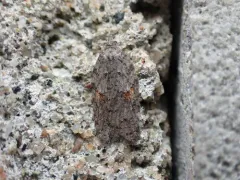 Acleris hudsoniana thumbnail 4