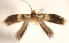Hard Maple Budminer Moth thumbnail 4