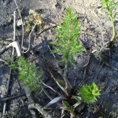 water parsnip thumbnail 4