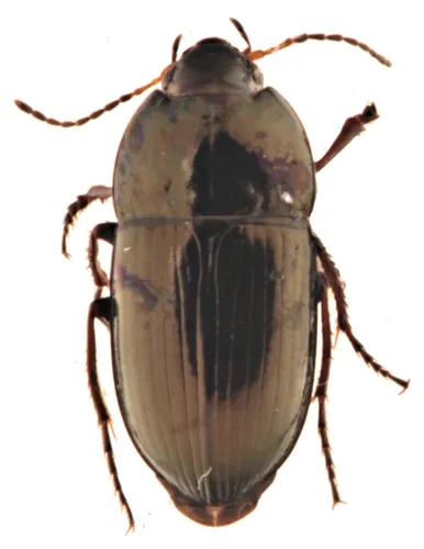 Amara cupreolata