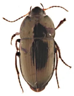 Amara cupreolata thumbnail 1