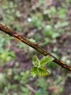 pale bramble rust thumbnail 2
