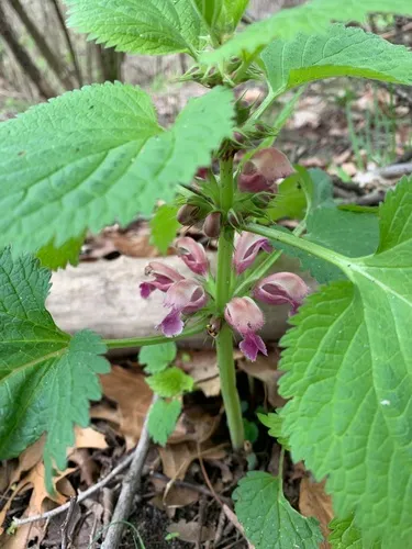 Balm-leaved Archangel