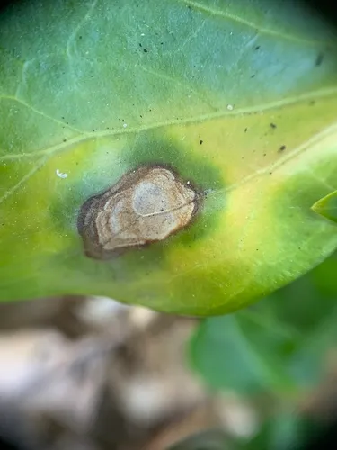Volutella pachysandricola