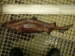 Black Dogfish thumbnail 3