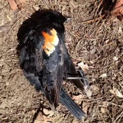Red-winged Blackbird thumbnail 2