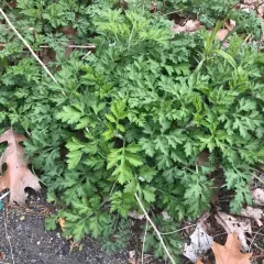 common mugwort thumbnail 4