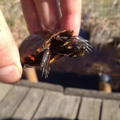 Painted Turtle thumbnail 5