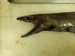 Northern Cutthroat Eel thumbnail 2