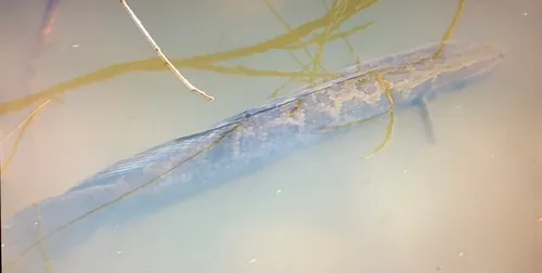 Blotched Snakehead