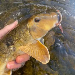 Northern Hog Sucker thumbnail 3