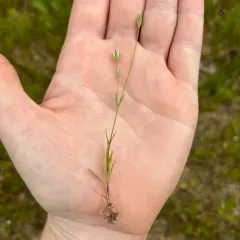 Upright Chickweed thumbnail 4