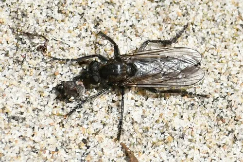 Lasiopogon dimicki