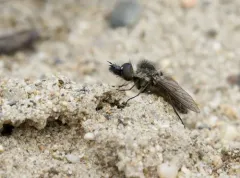Conophorus fallax thumbnail 3