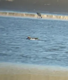 Garganey thumbnail 4