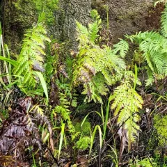 giant chain fern thumbnail 3