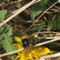 Early Tachinid Fly thumbnail 2