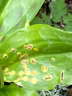 Uromyces erythronii thumbnail 3