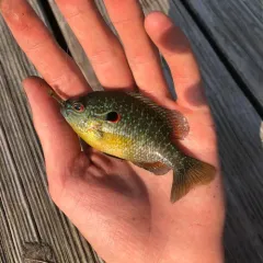 Northern Sunfish thumbnail 3