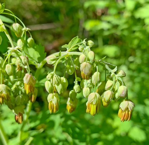 Torrey's Meadow Rue
