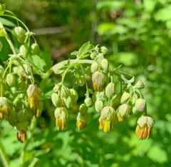 Torrey's Meadow Rue thumbnail 1