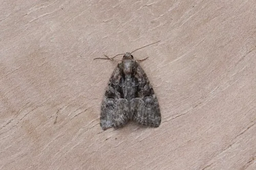 Neoligia invenusta