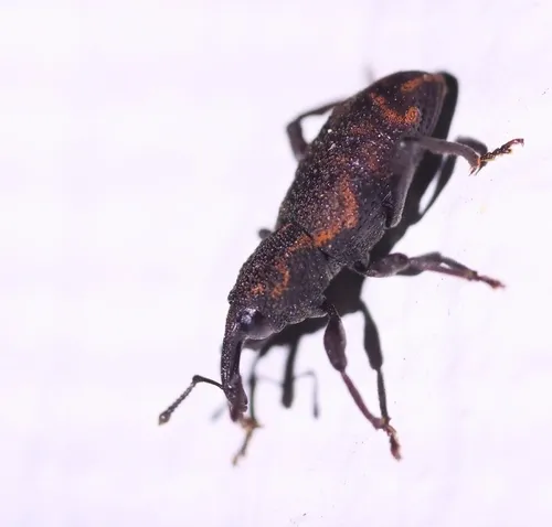 Steremnius tuberosus
