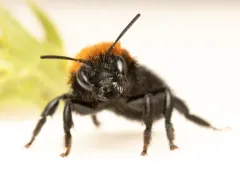 Osmia longula thumbnail 1