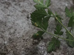 Puccinia pimpinellae thumbnail 3