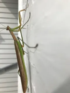 Narrow-winged Mantis thumbnail 3