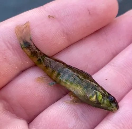 Banded Darter