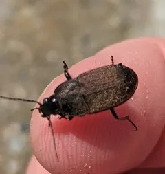 Brown Chlaenius Carabid thumbnail 3
