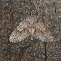 Mottled Gray Carpet thumbnail 1