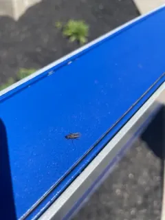 Lesser House Fly thumbnail 4