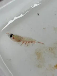 Thysanoessa spinifera thumbnail 2
