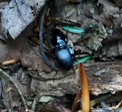 Pterostichus rostratus thumbnail 4