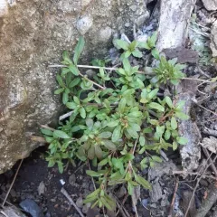 Purslane Speedwell thumbnail 3