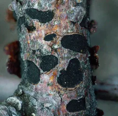 Prosthemium neobetulinum thumbnail 3