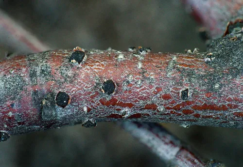 Coryneum betulinum