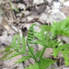 rattlesnake fern thumbnail 3