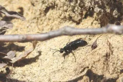 Anoplius tenebrosus thumbnail 3