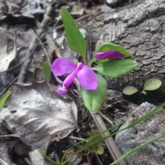 fringed polygala thumbnail 3
