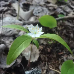 northern starflower thumbnail 3