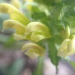 Canadian lousewort thumbnail 1