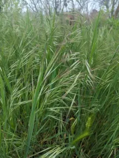 Barren Brome thumbnail 3