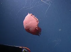 Red Jelly thumbnail 3
