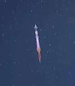 Calycine Long-armed Squid thumbnail 2