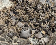 Dermatocarpon dolomiticum thumbnail 4